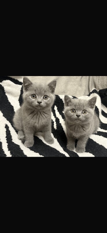 British Shorthair kittens for sale in Handsworth, West Midlands – 8 weeks old - Image 4 of 5