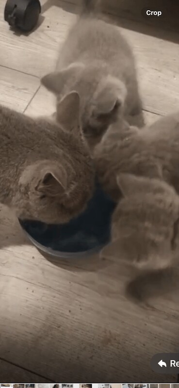 British Shorthair kittens for sale in Handsworth, West Midlands – 8 weeks old - Image 5 of 5
