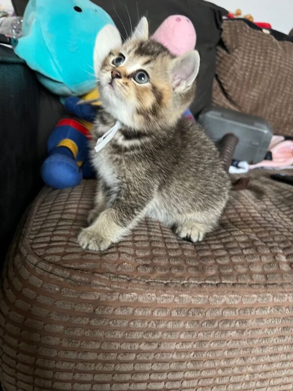 British Shorthair kittens for sale in Reading, Berkshire – 6 weeks old