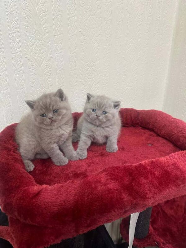 British Shorthair kittens for sale in Burnage, Greater Manchester – 4 weeks old