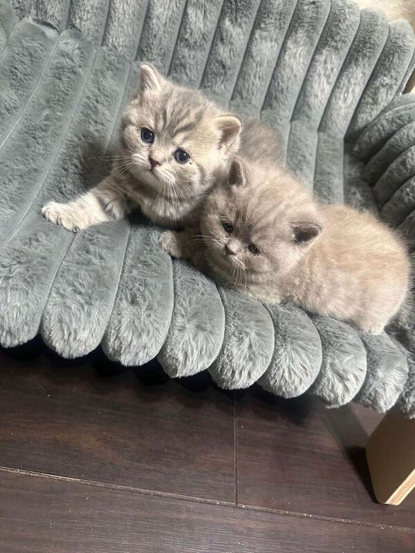 British Shorthair kittens for sale in Burnage, Greater Manchester – 4 weeks old - Image 2 of 5