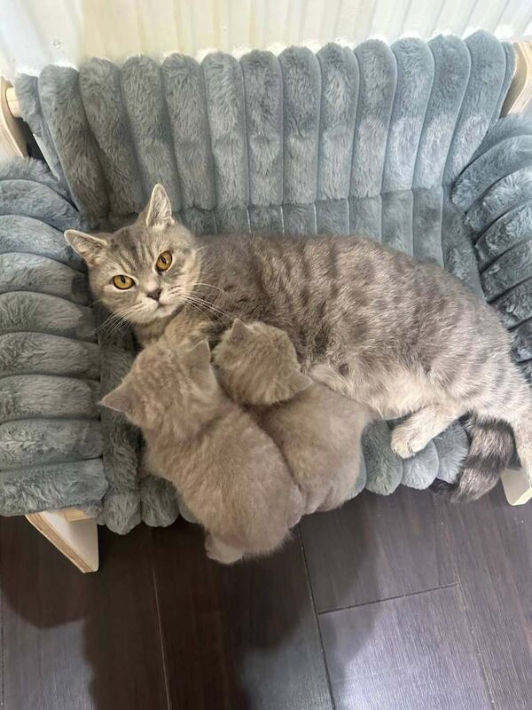 British Shorthair kittens for sale in Burnage, Greater Manchester – 4 weeks old - Image 3 of 5