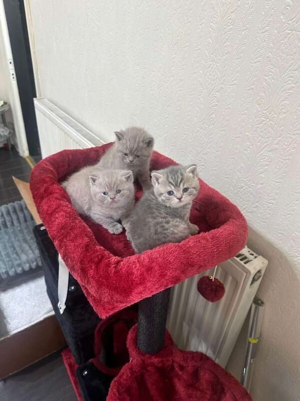 British Shorthair kittens for sale in Burnage, Greater Manchester – 4 weeks old - Image 4 of 5