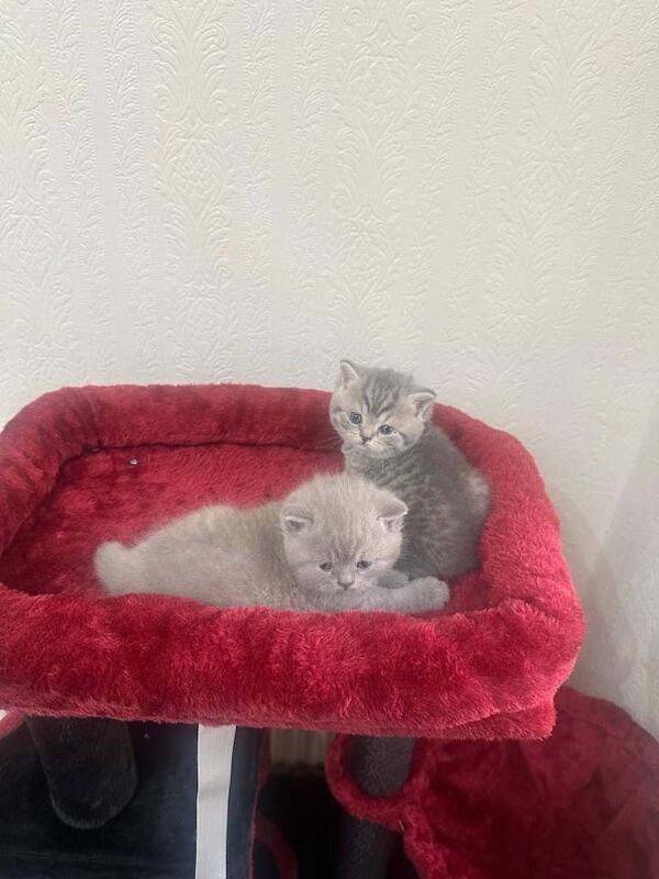 British Shorthair kittens for sale in Burnage, Greater Manchester – 4 weeks old - Image 5 of 5