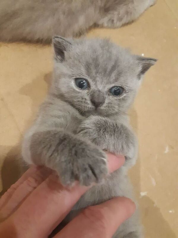 British shorthair kittens - Image 2 of 3
