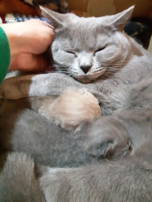 British shorthair kittens - Image 3 of 3