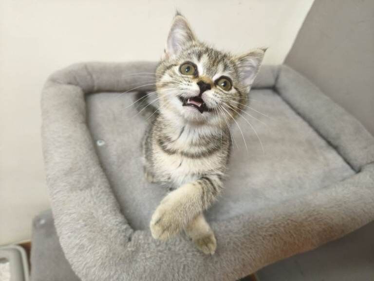 British Shorthair kittens for sale in Peterborough, Cambridgeshire – 11 weeks old