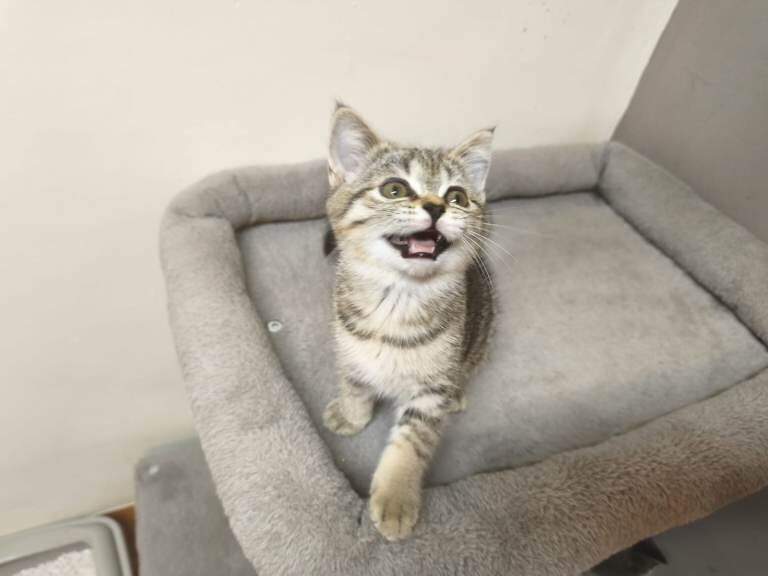 British Shorthair kittens for sale in Peterborough, Cambridgeshire – 12 weeks old - Image 2 of 5