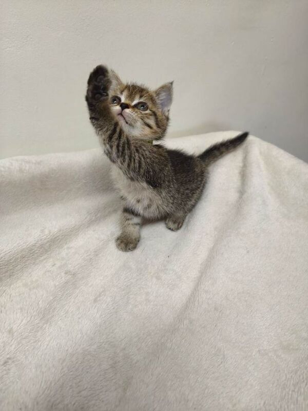 British Shorthair kittens for sale in Peterborough, Cambridgeshire – 12 weeks old - Image 3 of 5