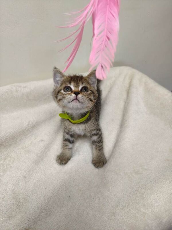 British Shorthair kittens for sale in Peterborough, Cambridgeshire – 12 weeks old - Image 4 of 5