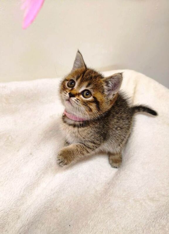 British Shorthair kittens for sale in Peterborough, Cambridgeshire – 12 weeks old - Image 5 of 5
