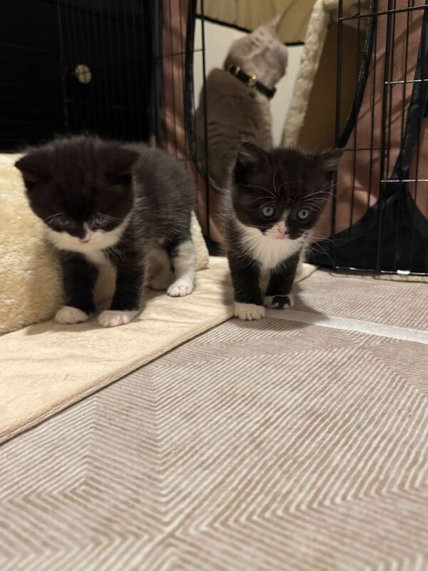 British Shorthair kittens for sale in Bolton, Greater Manchester – 8 weeks old