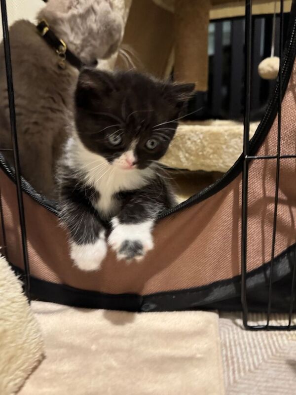 British Shorthair Kittens - Image 2 of 3