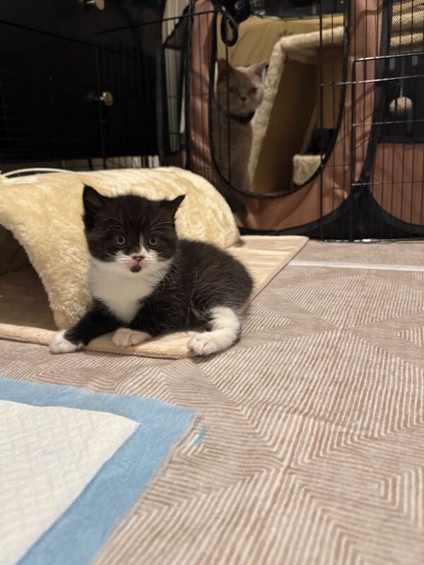 British Shorthair Kittens - Image 3 of 3