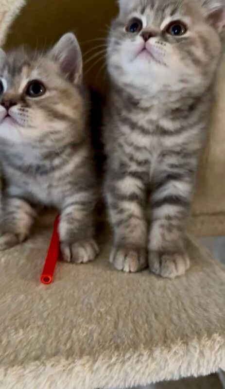 British Shorthair kittens for sale in South Side, City of Edinburgh – 10 weeks old