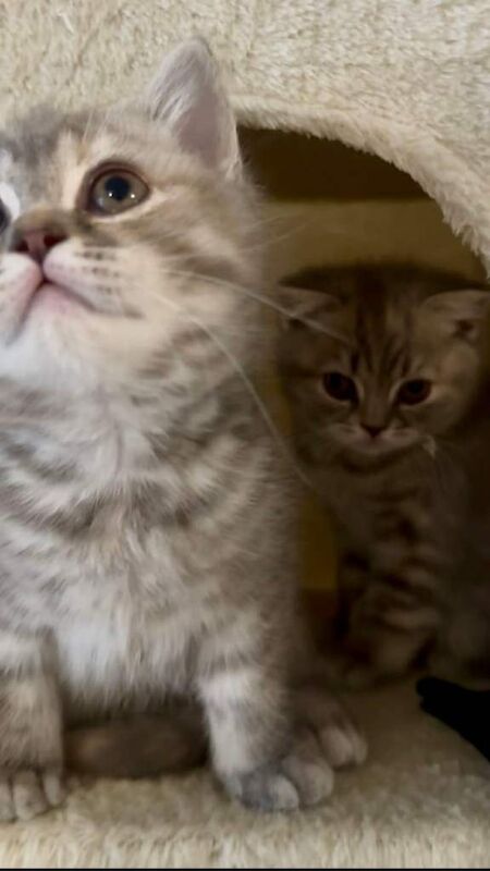 British Shorthair Kittens - Image 2 of 5