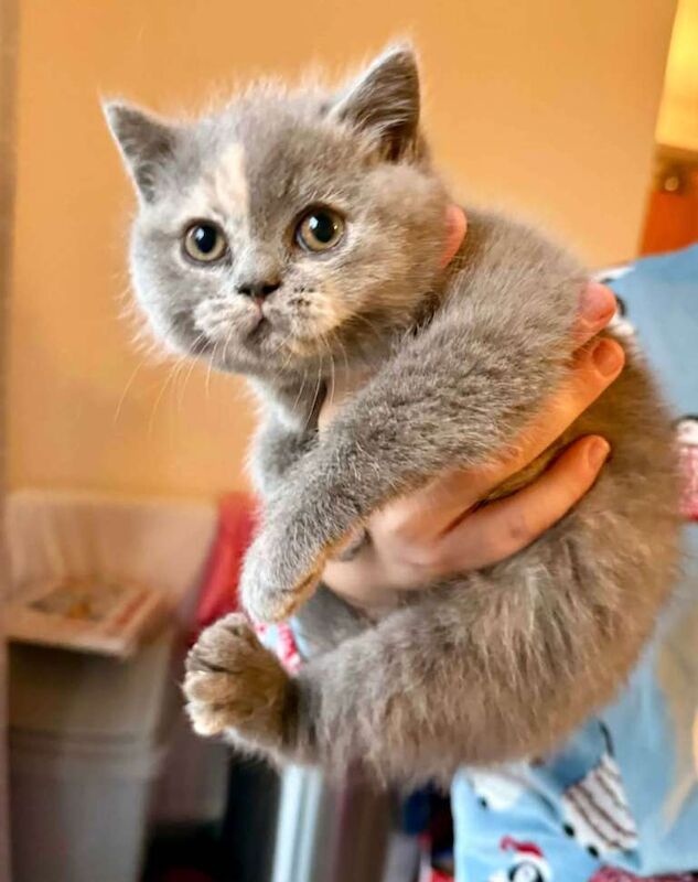 British Shorthair Kittens - Image 4 of 5