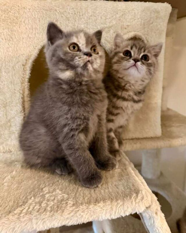 British Shorthair Kittens - Image 5 of 5