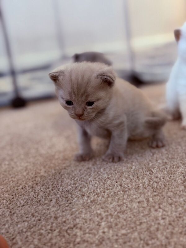 British Shorthair kittens - Image 2 of 9