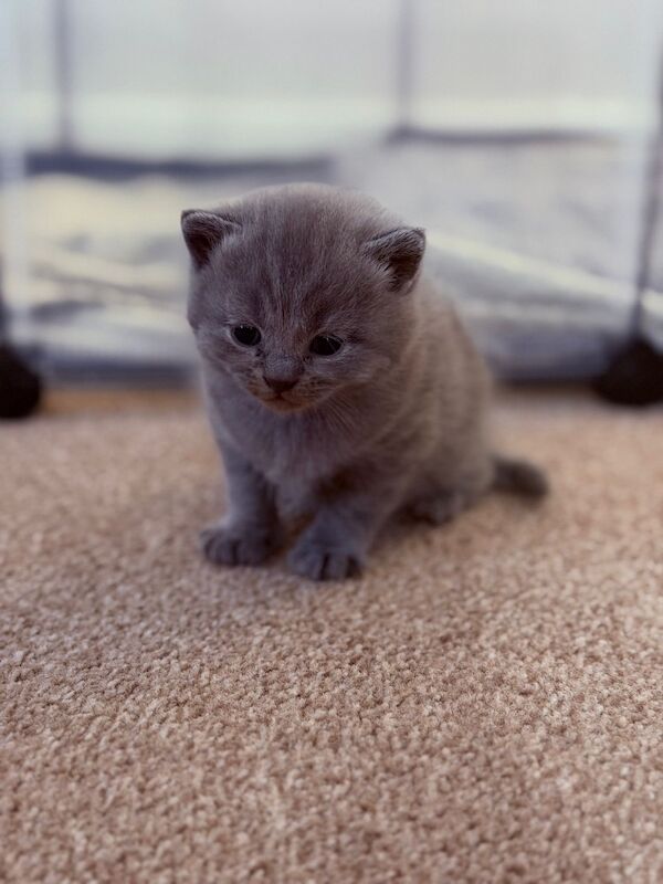British Shorthair kittens - Image 3 of 9