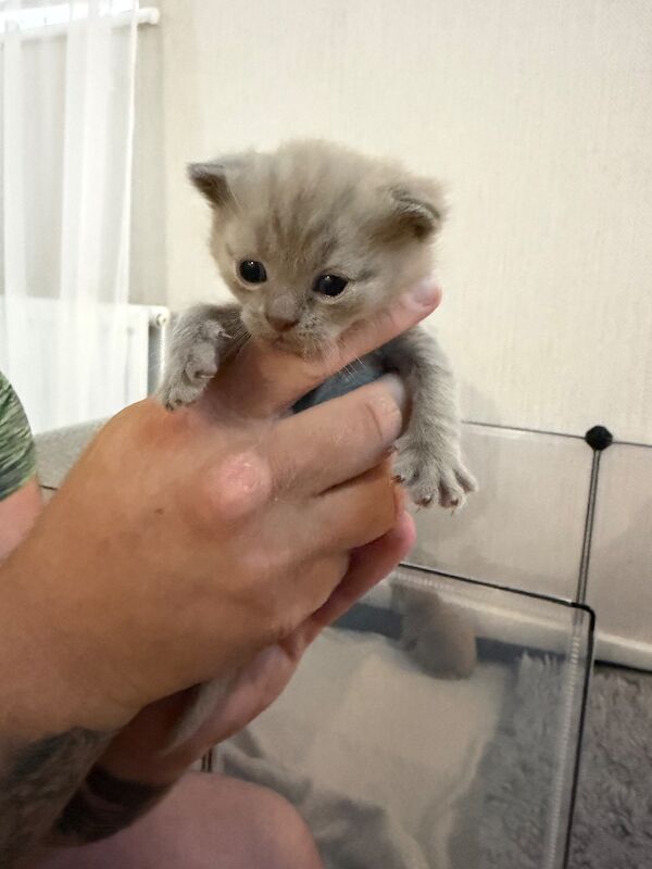 British Shorthair kittens - Image 4 of 9