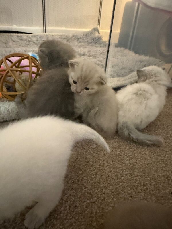 British Shorthair kittens - Image 5 of 9