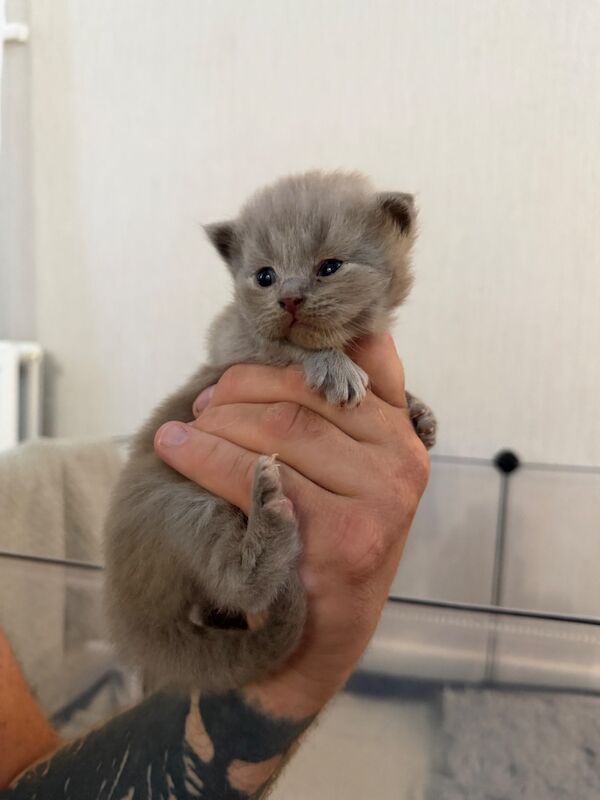 British Shorthair kittens - Image 6 of 9
