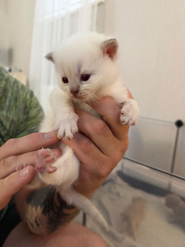 British Shorthair kittens - Image 7 of 9