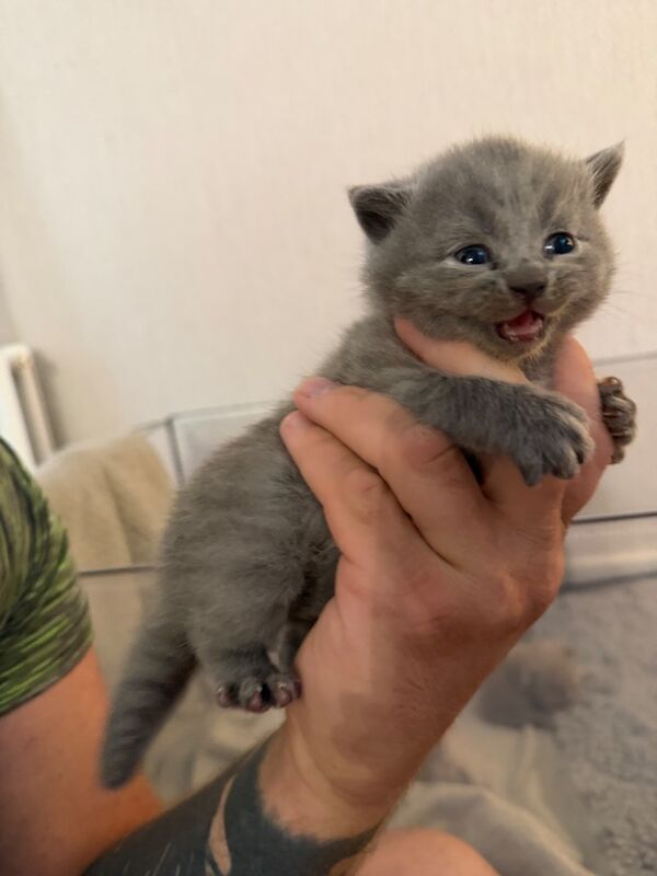 British Shorthair kittens - Image 8 of 9
