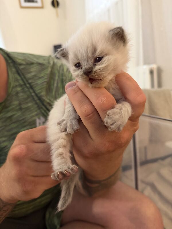British Shorthair kittens - Image 9 of 9