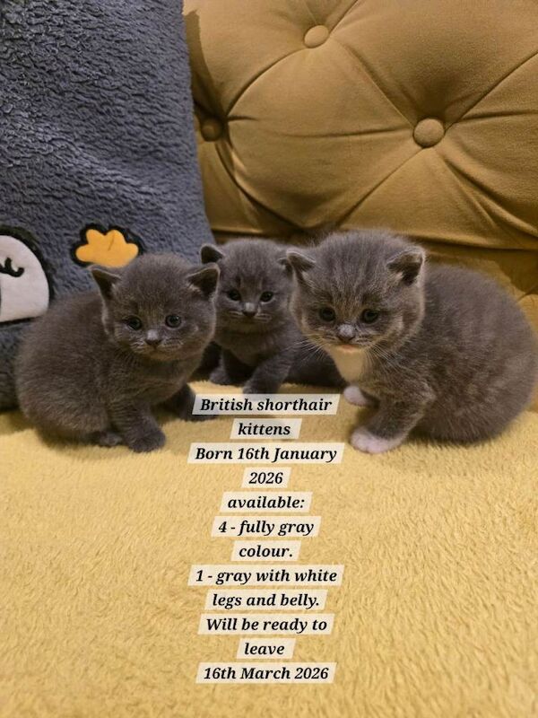 British Shorthair Kittens For Sale
