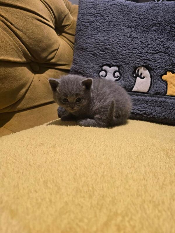 British Shorthair kittens for sale in Portadown, County Armagh – 4 weeks old - Image 2 of 5