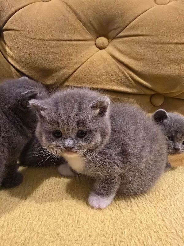 British Shorthair kittens for sale in Portadown, County Armagh – 4 weeks old - Image 3 of 5