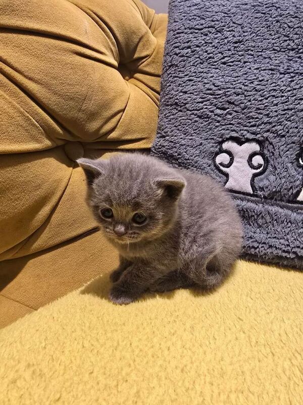 British Shorthair kittens for sale in Portadown, County Armagh – 4 weeks old - Image 4 of 5