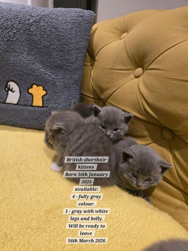British Shorthair kittens for sale in Portadown, County Armagh – 4 weeks old - Image 5 of 5
