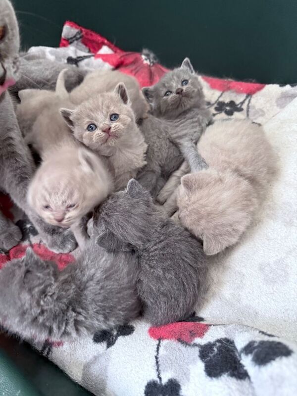 British Shorthair Kittens - Image 2 of 6