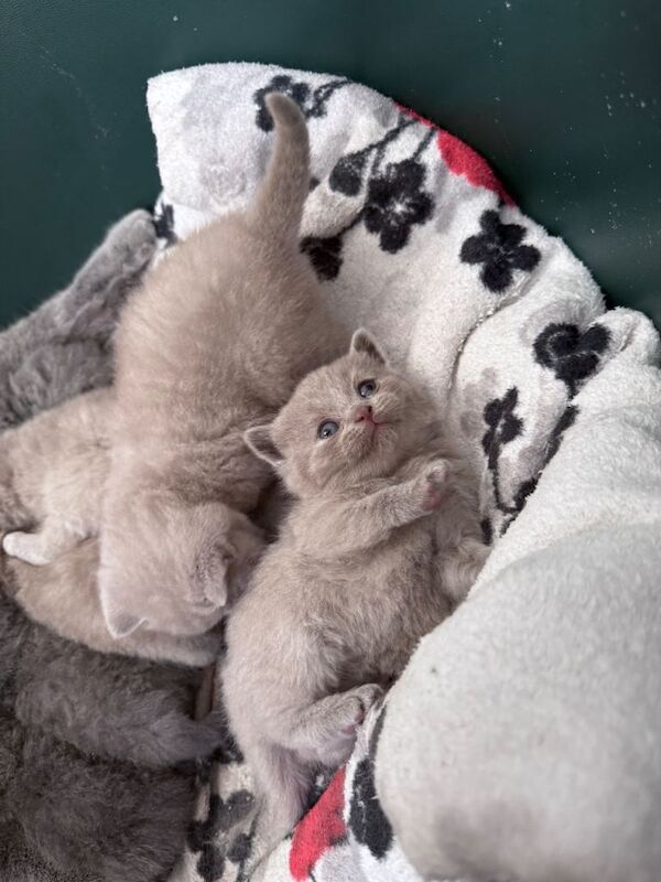 British Shorthair Kittens - Image 3 of 6