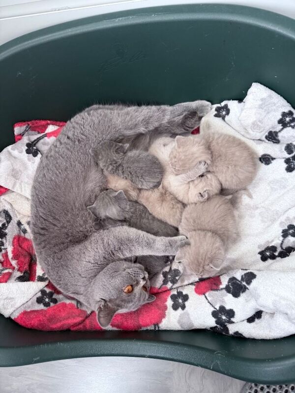British Shorthair Kittens - Image 4 of 6