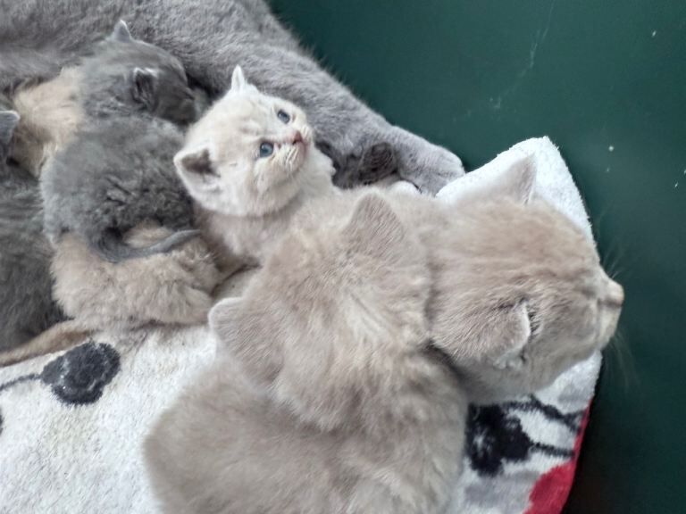 British Shorthair Kittens - Image 5 of 6