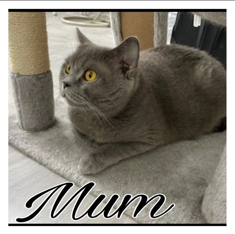 British Shorthair Kittens - Image 6 of 6