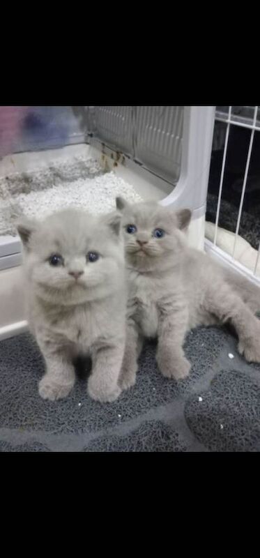 British Shorthair Kittens For Sale