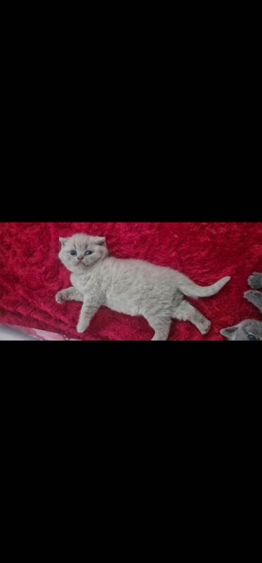 British shorthair kittens - Image 2 of 3