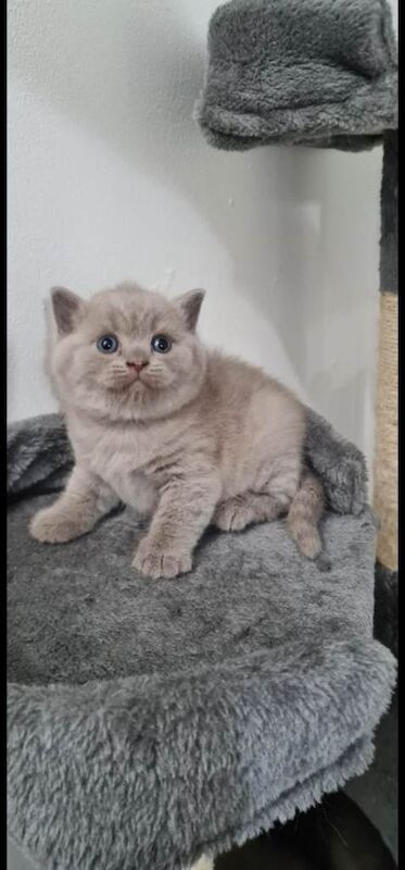 British shorthair kittens - Image 3 of 3