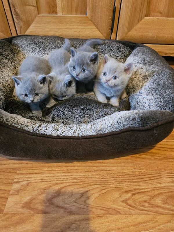 British Shorthair Kittens For Sale