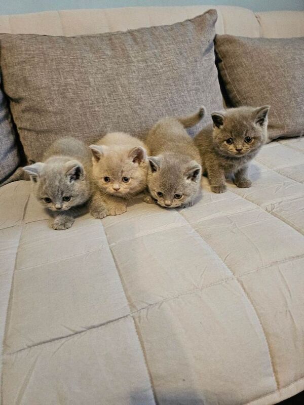 British shorthair kittens - Image 2 of 4