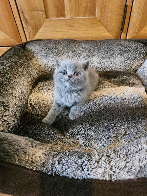 British shorthair kittens - Image 4 of 4