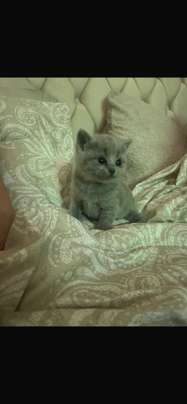 British shorthair kittens