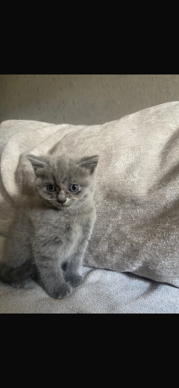 British shorthair kittens - Image 2 of 4