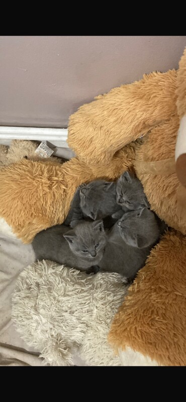 British shorthair kittens - Image 3 of 4