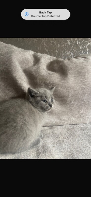 British shorthair kittens - Image 4 of 4